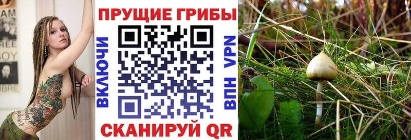 блэк спрут ССЫЛКА  Черемхово  Псилоцибиновые грибы Psilocybine cubensis  купить наркотики сайты 